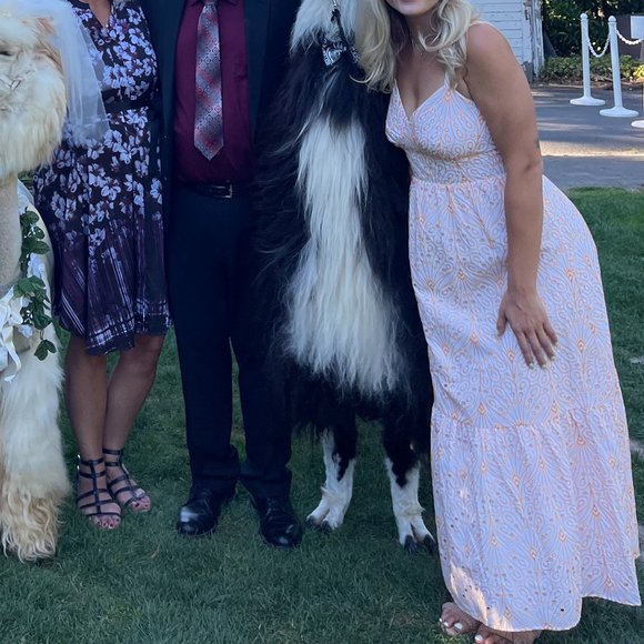 GORGEOUS Orange/ White Dress from Loft, Perfect for Wedding - Picture 5 of 9